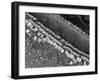 Cochlear Cilia-null-Framed Photographic Print