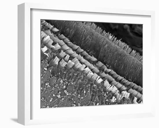 Cochlear Cilia-null-Framed Photographic Print