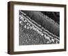 Cochlear Cilia-null-Framed Photographic Print