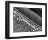 Cochlear Cilia-null-Framed Photographic Print