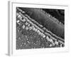 Cochlear Cilia-null-Framed Photographic Print