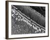 Cochlear Cilia-null-Framed Photographic Print