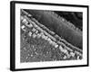 Cochlear Cilia-null-Framed Photographic Print