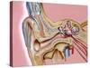 Cochlear Implant, Artwork-John Bavosi-Stretched Canvas