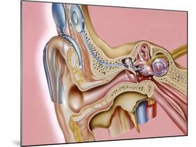 Cochlear Implant, Artwork-John Bavosi-Mounted Photographic Print