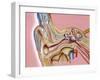 Cochlear Implant, Artwork-John Bavosi-Framed Photographic Print