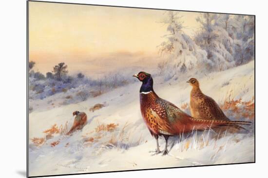 Cock and Hen Pheasant in Snow-Archibald Thorburn-Mounted Art Print