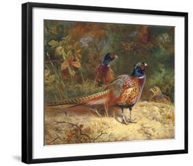 Cock and Hen Pheasants in the Woodlands-Archibald Thorburn-Framed Premium Giclee Print