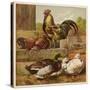 Cock and Hen Watch as Ducks Waddle by in a Farmyard-null-Stretched Canvas