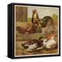 Cock and Hen Watch as Ducks Waddle by in a Farmyard-null-Framed Stretched Canvas