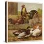 Cock and Hen Watch as Ducks Waddle by in a Farmyard-null-Stretched Canvas