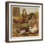 Cock and Hen Watch as Ducks Waddle by in a Farmyard-null-Framed Art Print