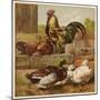 Cock and Hen Watch as Ducks Waddle by in a Farmyard-null-Mounted Art Print