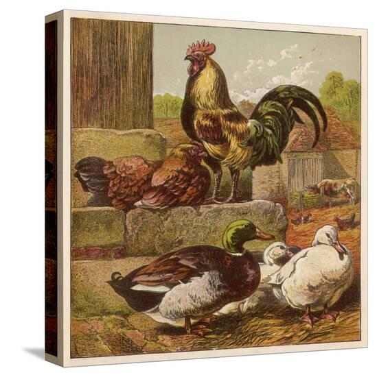 Stretched Canvas Print, , large