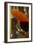 Cock-Of-The-Rock, Medellin Zoo, Medellin, Antioquia Province. Colombia-Pete Oxford-Framed Photographic Print
