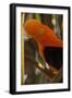 Cock-Of-The-Rock, Medellin Zoo, Medellin, Antioquia Province. Colombia-Pete Oxford-Framed Photographic Print