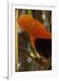 Cock-Of-The-Rock, Medellin Zoo, Medellin, Antioquia Province. Colombia-Pete Oxford-Framed Photographic Print