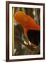 Cock-Of-The-Rock, Medellin Zoo, Medellin, Antioquia Province. Colombia-Pete Oxford-Framed Photographic Print