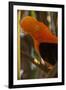 Cock-Of-The-Rock, Medellin Zoo, Medellin, Antioquia Province. Colombia-Pete Oxford-Framed Photographic Print