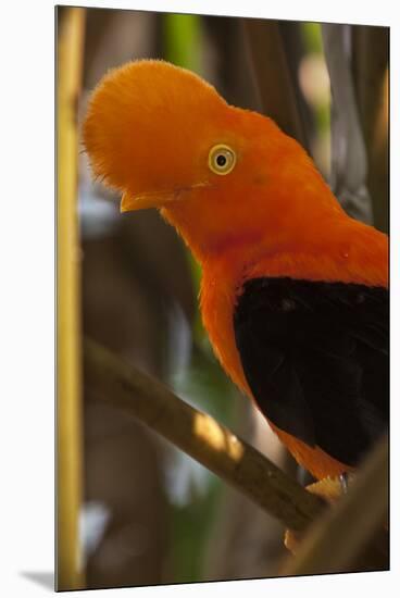 Cock-Of-The-Rock, Medellin Zoo, Medellin, Antioquia Province. Colombia-Pete Oxford-Mounted Premium Photographic Print