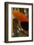 Cock-Of-The-Rock, Medellin Zoo, Medellin, Antioquia Province. Colombia-Pete Oxford-Framed Photographic Print