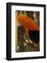 Cock-Of-The-Rock, Medellin Zoo, Medellin, Antioquia Province. Colombia-Pete Oxford-Framed Photographic Print