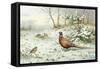 Cock Pheasant and Chaffinch-Carl Donner-Framed Stretched Canvas