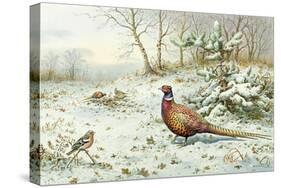 Cock Pheasant and Chaffinch-Carl Donner-Stretched Canvas