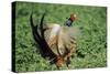 Cock Pheasant Calling and Displaying-null-Stretched Canvas