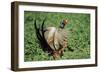 Cock Pheasant Calling and Displaying-null-Framed Photographic Print