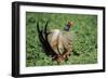 Cock Pheasant Calling and Displaying-null-Framed Photographic Print