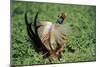 Cock Pheasant Calling and Displaying-null-Mounted Photographic Print