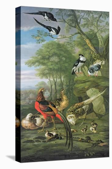 Cock Pheasant, Hen Pheasant and Chicks and Other Birds in a Classical Landscape-Pieter Casteels-Stretched Canvas