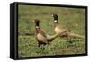 Cock Pheasant Territorial Dispute Between Rivals-null-Framed Stretched Canvas