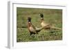 Cock Pheasant Territorial Dispute Between Rivals-null-Framed Photographic Print