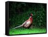 Cock Pheasant-null-Framed Stretched Canvas