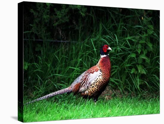 Cock Pheasant-null-Stretched Canvas
