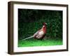 Cock Pheasant-null-Framed Premium Photographic Print