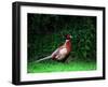 Cock Pheasant-null-Framed Premium Photographic Print