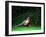 Cock Pheasant-null-Framed Premium Photographic Print