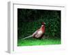 Cock Pheasant-null-Framed Premium Photographic Print