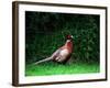 Cock Pheasant-null-Framed Photographic Print