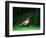 Cock Pheasant-null-Framed Photographic Print