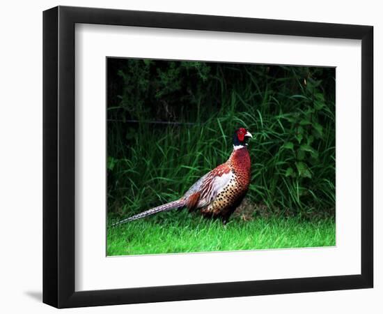 Cock Pheasant-null-Framed Photographic Print