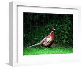 Cock Pheasant-null-Framed Photographic Print