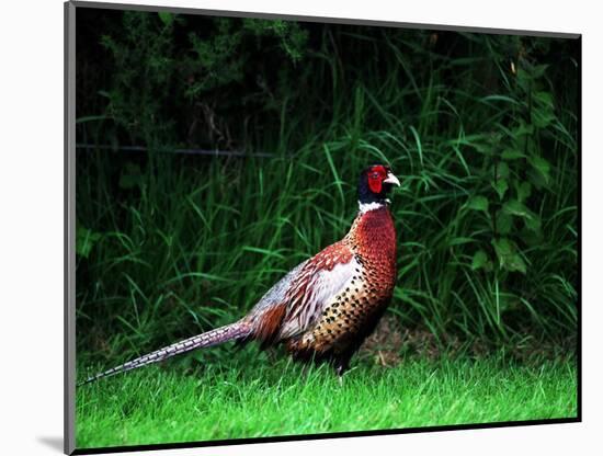 Cock Pheasant-null-Mounted Photographic Print