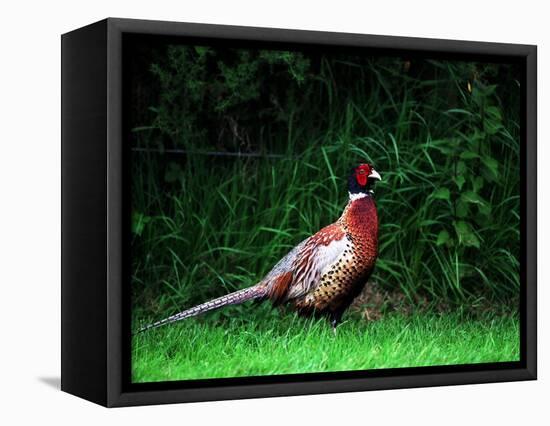 Cock Pheasant-null-Framed Stretched Canvas