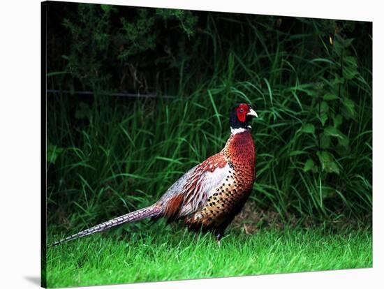 Cock Pheasant-null-Stretched Canvas