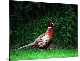 Cock Pheasant-null-Stretched Canvas