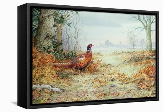 Cock Pheasant-Carl Donner-Framed Stretched Canvas